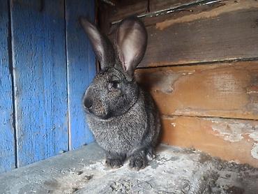 Кролики: Продаю | Кролик самец at lalafo.kg — 1 Кролики: Продаю | Кролик самец — 1