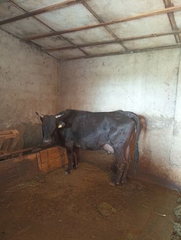 алатауская корова: Продаю | Корова (самка), Тёлка | Алатауская | На откорм, На забой, Для разведения | После отела