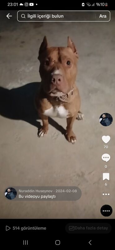 it üçün xalta: Pitbul, 2 il, Dişi, Peyvəndli, Ünvandan götürmə