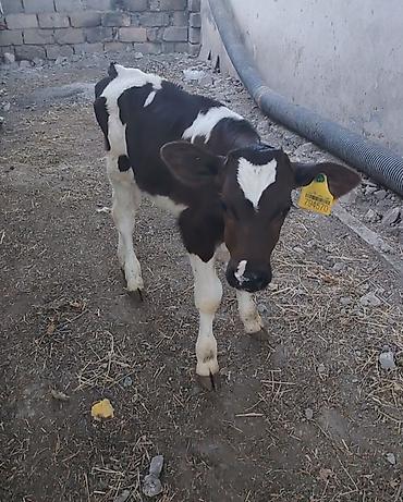 www.toyuq ve cuce yem qablari: Dana, buzov, Erkək, Simental, ay: 1, 70 kq, Ətlik — 1