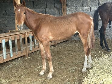 лошадь кыргызстан: Продаю | Жеребец | Полукровка | Для разведения