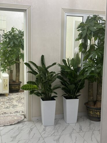 Другие комнатные растения: Комнатные цветы at lalafo.kg — 29 Другие комнатные растения: Комнатные цветы — 29