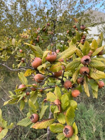 bilecerde torpaq: 5 sot, Makler, Kupça (Çıxarış)