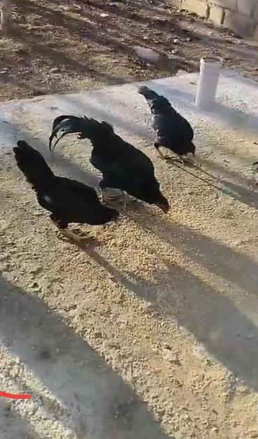 Toyuqlar: Toyuq, Damazlıq, Pulsuz çatdırılma — 23