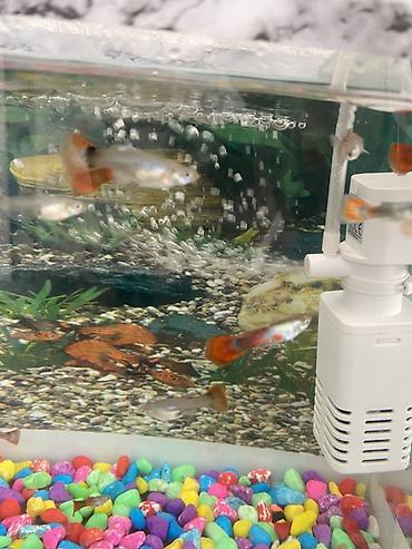 inek yemleri: Yumru akvarium, Balıqlarla birlikdə, 1 l, Ünvandan götürmə, Ödənişli çatdırılma — 3
