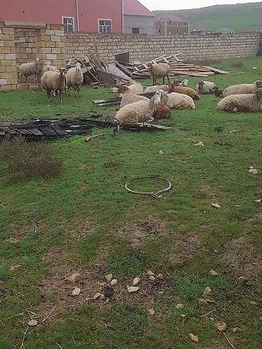 qoyun aliram: Qoyun-keçi sürüsü - Növ: Qarışıq xırdabuynuzlu (qoyun və keçi) - — 2