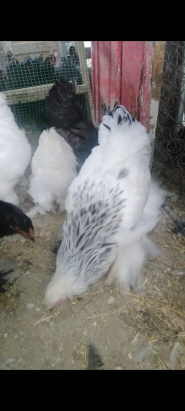 Cücələr: Toyuq cücələri, Damazlıq — 22