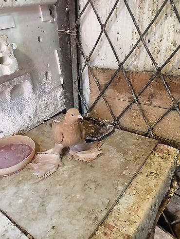 Птицы: Продаю молодых голубей 1 шт стоит пятьсот сом окончательно родители — 16