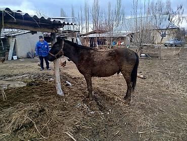 Лошади, кони: Продаю | Конь (самец) | Кара Жорго | На забой, Для разведения, Рабочий | Осеменитель — 13