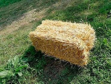 Башка жаныбарлар: Продаю!
Тюки соломы!
Сухие, плотные! — 1