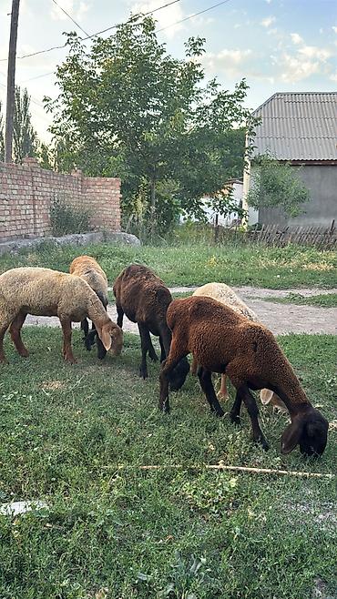 Баран, овца: Продаю | Ягненок | На забой — 8