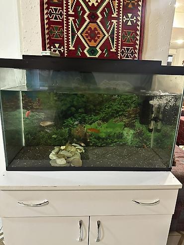 akvarium balaca: Akvaryum dəsti - Şüşə akvaryum, qara çərçivəli üst qapaqla - Təxmini — 1