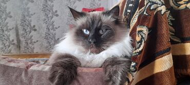 Pişiklər: Сиамская кошка.3 года. 450 azn.приучена к песку.,к купанию -da lalafo.az — 4 Pişiklər: Сиамская кошка.3 года. 450 azn.приучена к песку.,к купанию — 4