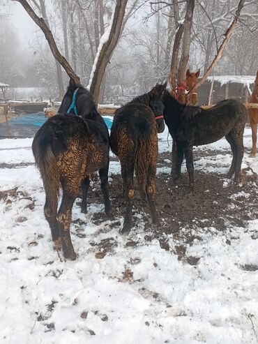 Лошади, кони: Продаю | Кобыла (самка) | Рабочий — 11