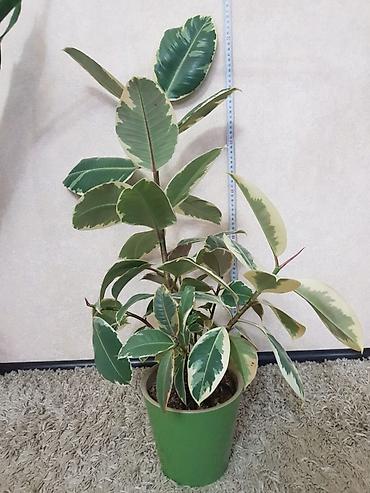 Монстеры: Продаются комнатные растения. Выращенные в домашних условиях и — 9