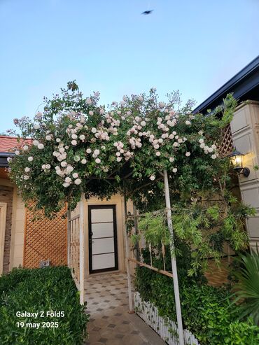 Bağ evlərinin kirayəsi: Şüvəlan qəs., 195 kv. m, 4 otaqlı, Hovuzlu, Qaz, İşıq, Artezian quyusu -da lalafo.az — 3 Bağ evlərinin kirayəsi: Şüvəlan qəs., 195 kv. m, 4 otaqlı, Hovuzlu, Qaz, İşıq, Artezian quyusu — 3