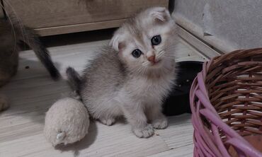 Pişiklər: Şotland, Erkək, Dişi, Yaxşı əllərə, Ünvandan götürmə — 15