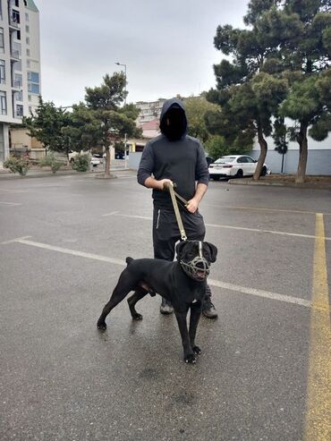 sahibsiz itler: Kane-Korso, 1 ay, Peyvəndli, Ünvandan götürmə