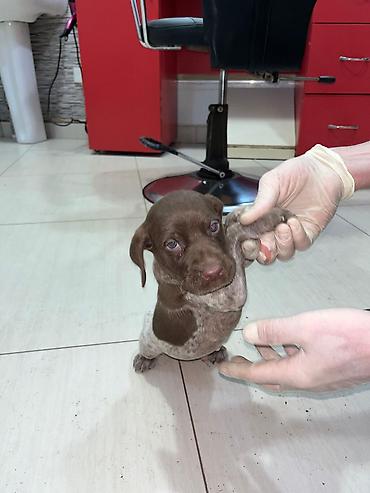 İtlər: Peyvəndli — 9