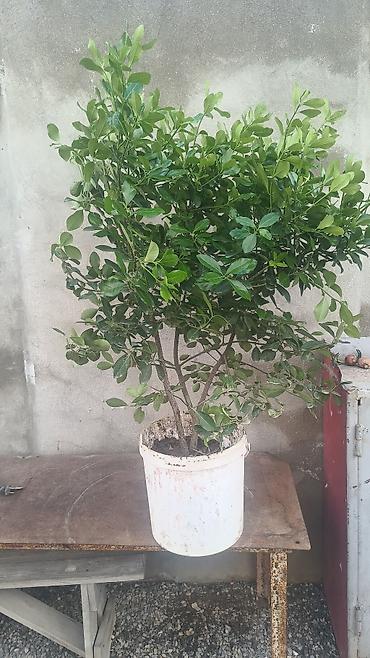 limon ağaçı: Həmişəyaşıl kol Mərdəkan — 1