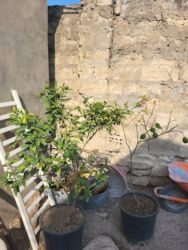 Buket güllər: Limon ağaclari