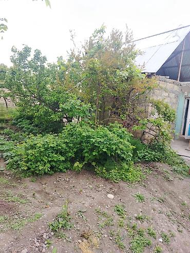 Torpaq sahələrinin satışı: Tikinti, Mülkiyyətçi, Bələdiyyə — 7