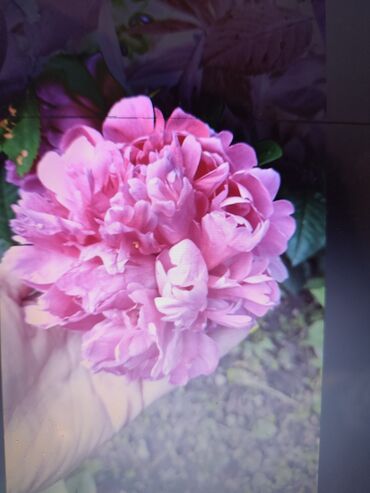 Садовые цветы и кустарники: Саженцы цветка: Платная доставка — 14