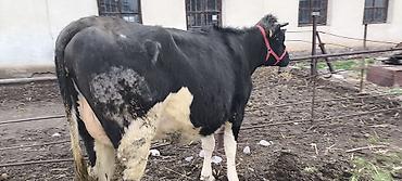 Коровы, быки: Продаю | Тёлка — 7