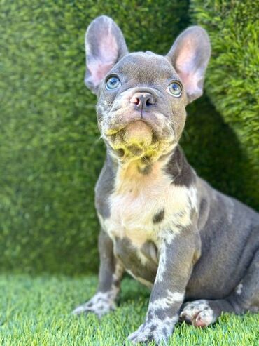 Psi: Odgajivačnica La Casa de Frida – FC Srbija Predstavlja prelepe štence na lalafo.rs — 3 Psi: Odgajivačnica La Casa de Frida – FC Srbija Predstavlja prelepe štence — 3