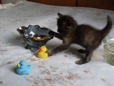 котята в добрые руки бесплатно: 1 месяц, Мальчик