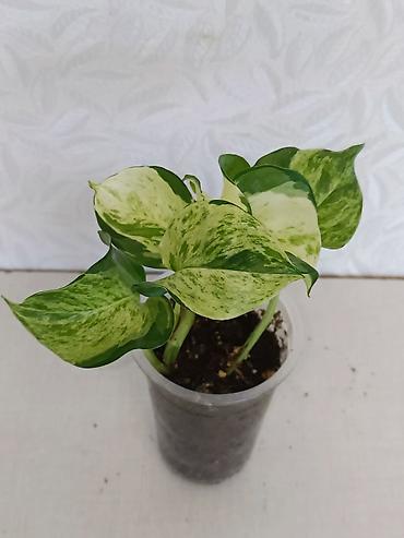 Эпипремнумы и сциндапсусы: Эпипремнумы разных сортов: Марбл Квин, Марбл Эпл, Голден, Глобал Грин at lalafo.kg — 5 Эпипремнумы и сциндапсусы: Эпипремнумы разных сортов: Марбл Квин, Марбл Эпл, Голден, Глобал Грин — 5