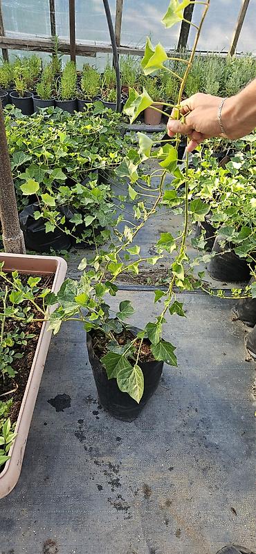 sarmaşıq: Hedera helix (Plyuş sarmaşığı) sürətlə yayılaraq səthləri bürüyən — 7