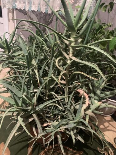 растения в аквариум купить: Алоэ (вероятно, Aloe arborescens/алoe древовидное) — крупное комнатное