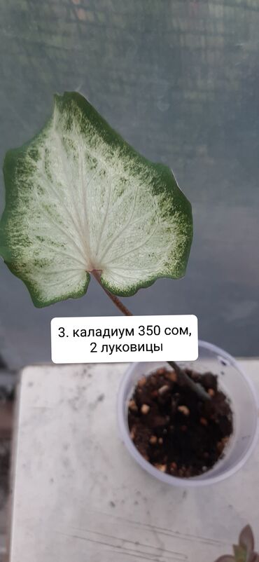 аглаонема купить семена: Продаю каладиум