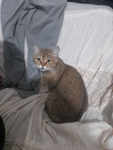 кошка каракал: ✅Скотиш страйт, кошка 1 год ✅Стерилизована, проглистована, обработана