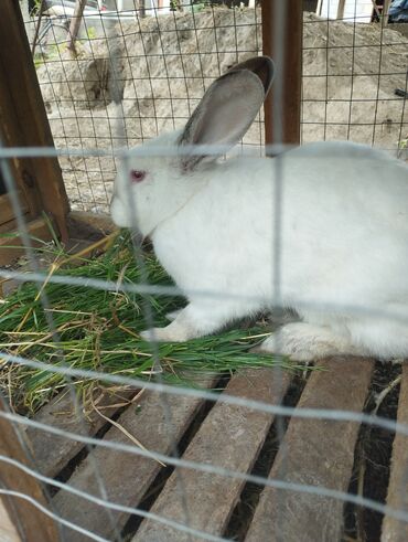 кролики: Продажа крольчихи (самка)
Порода Калифорния 
было 2 окрола ещё молодая