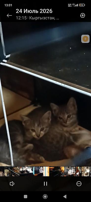 щенки сао: 🐾 ДОБРЫЙ ДЕНЬ! НУЖНА ПОМОЩЬ В ОБУСТРОЙСТВЕ КОШАЧЬЕГО ВОЛЬЕРА 🐾 — 6