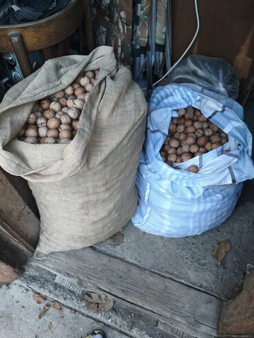 продаю орех: Грецкие орехи в скорлупе, урожай с деревьев во дворе. - Цельные