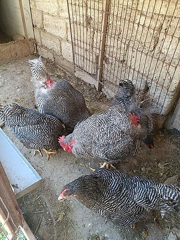 Toyuqlar: Barred Rock Plymouth. 3-fərə 3-xoruz 1il5 aylıqdılar təmiz qan sağlam — 7
