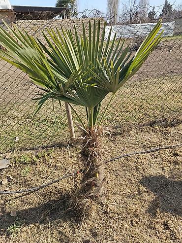 Ev üçün digər mallar: Məişət və ev əşyaları paketi - İndesit ikiqapılı soyuducu: yuxarıda — 4