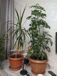домашнии цветы: Продаеться комнатные цветы Фикус Бенджамина 1.7высота цена 12000