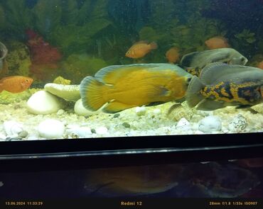 akvarium daslari: Аквариумные рыбы Хищники. Астронотус-оскар. Длина 25см (тигровые)
