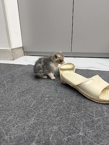 кошки серые: Котята, домашние. Пушистые малыши с мягкой шерстью: один тёмный — 4