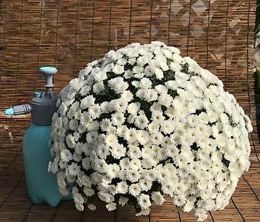 Хризантема: Продается хризантема мультифлора и корейская. Подростки. По 80 сом — 11