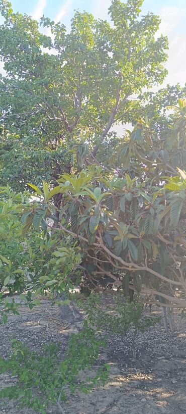 Torpaq sahələrinin satışı: 8 sot, Tikinti, Mülkiyyətçi, Kupça (Çıxarış) -da lalafo.az — 18 Torpaq sahələrinin satışı: 8 sot, Tikinti, Mülkiyyətçi, Kupça (Çıxarış) — 18