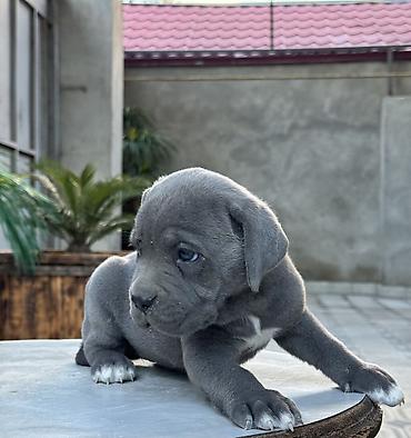 İtlər: Kane-Korso, 1 ay -da lalafo.az — 3 İtlər: Kane-Korso, 1 ay — 3