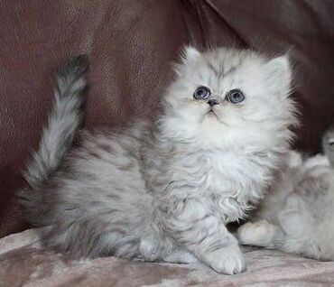 61 oglasa | lalafo.rs: Περσικά γατάκια προς πώληση *Έχουμε μόνο δύο κορίτσια. Οι φωτογραφίες