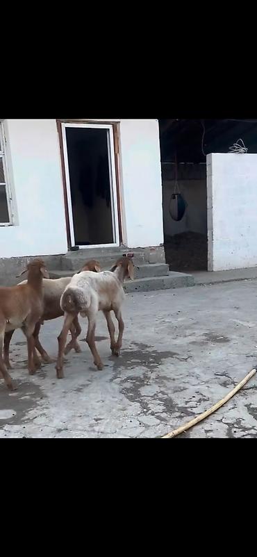 heyvan yemlərinin satışı: Qoyun – 3 baş, quyruqlu (yağlı quyruq) cins - Say: 3 baş gənc qoyun - — 7