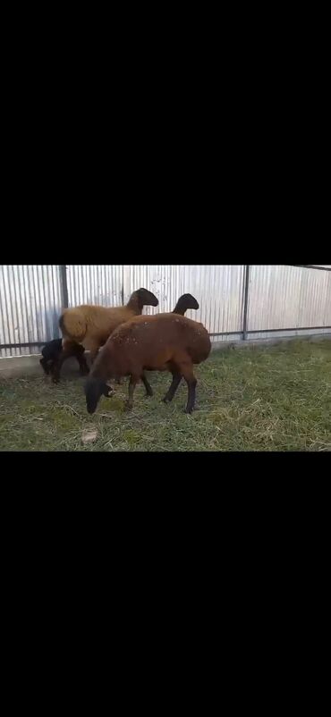 Qoyunlar, qoçlar: Qarabaş/Karakul tipli qoyunlar və quzular - Rəng: tünd qara və — 4