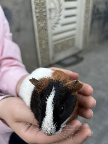 K/t heyvanları və malları: Trikolor dekorativ dəniz donuzu (guinea pig)(5 ededdir) - Cins — 2